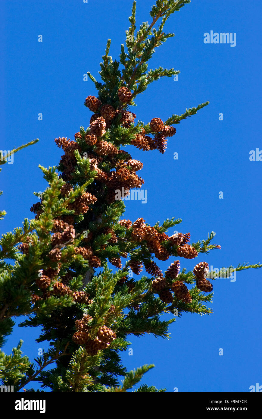 Mountain hemlock cones, Lassen Volcanic National Park, California Stock Photo