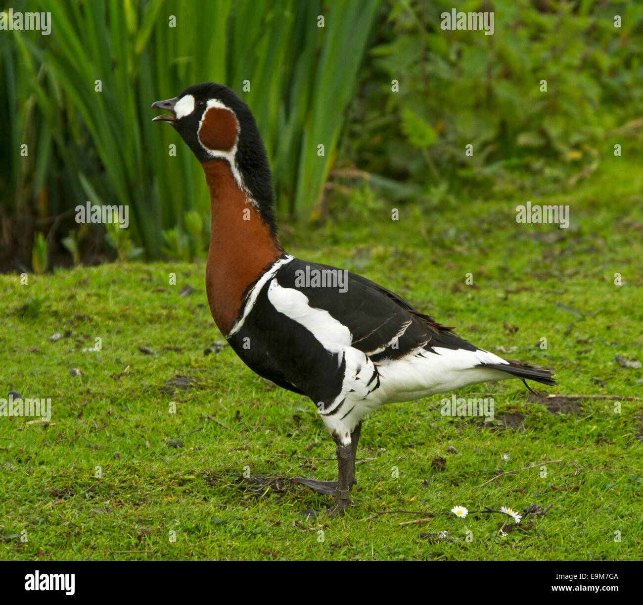 Beautiful rare and threatened red breasted goose, Branta ruficollis with beak open, standing on green grass by reeds of wetlands Stock Photo