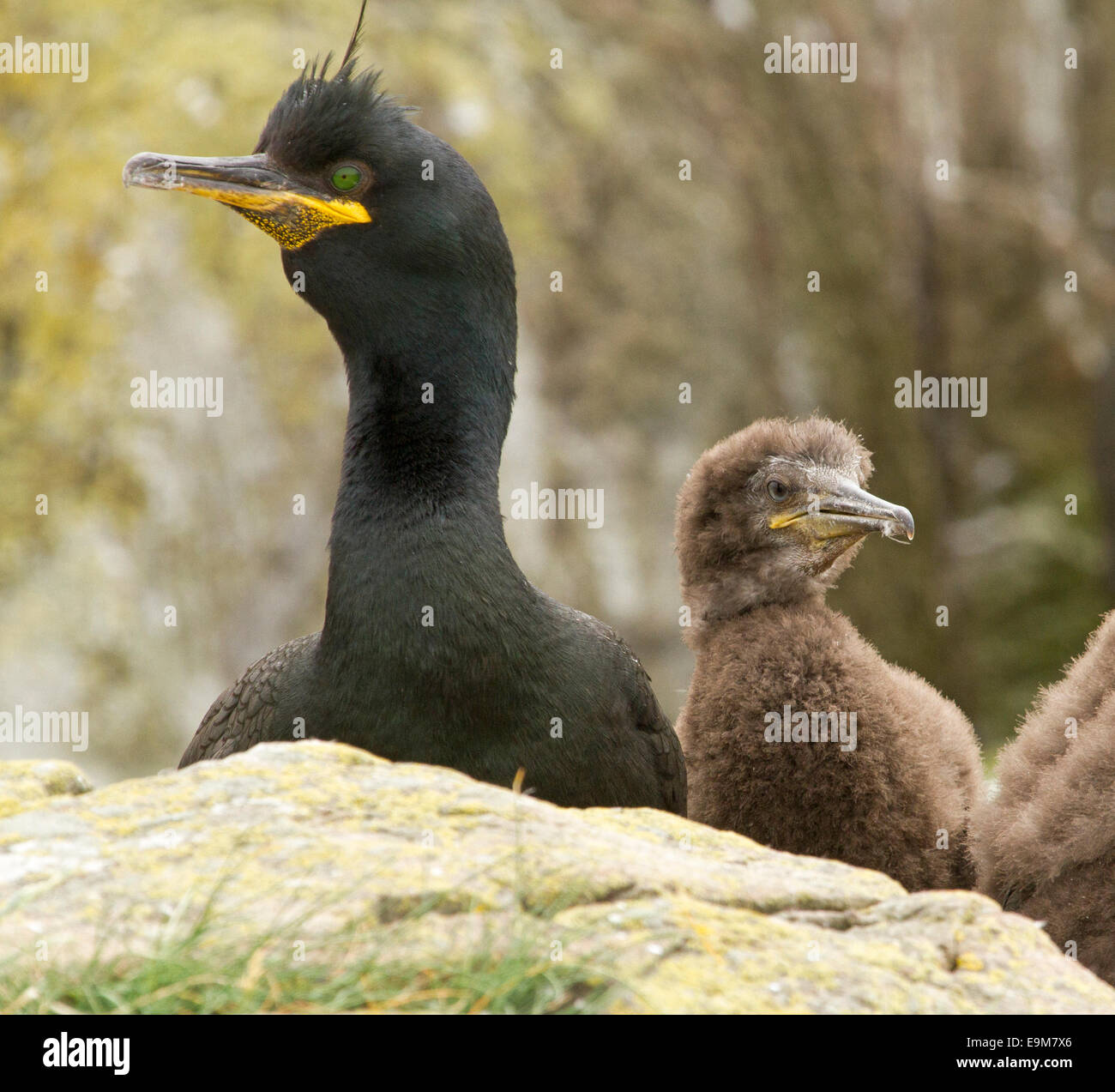 Cormorant chick hi-res stock photography and images - Alamy