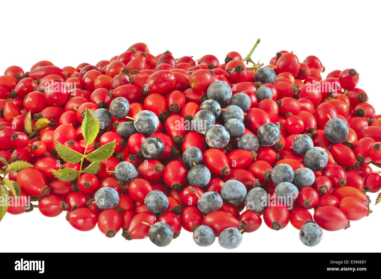 White thorn berries hi res stock photography and images Alamy White thorn berries hi res stock photography and images Alamy