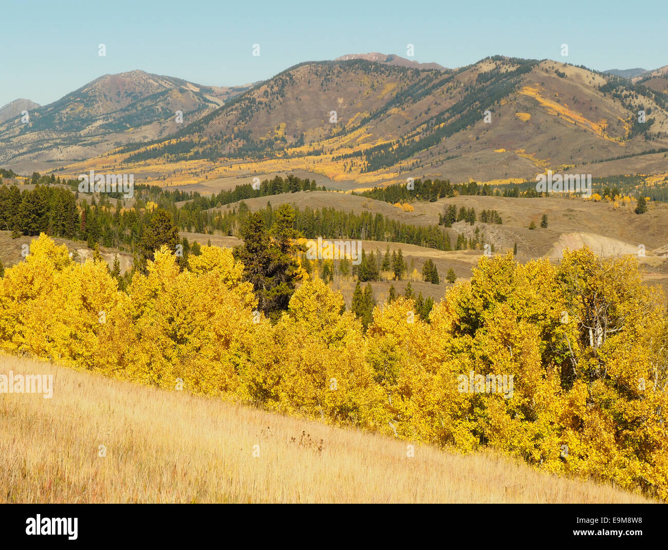 Aspen Trees in Fall Color Stock Photo