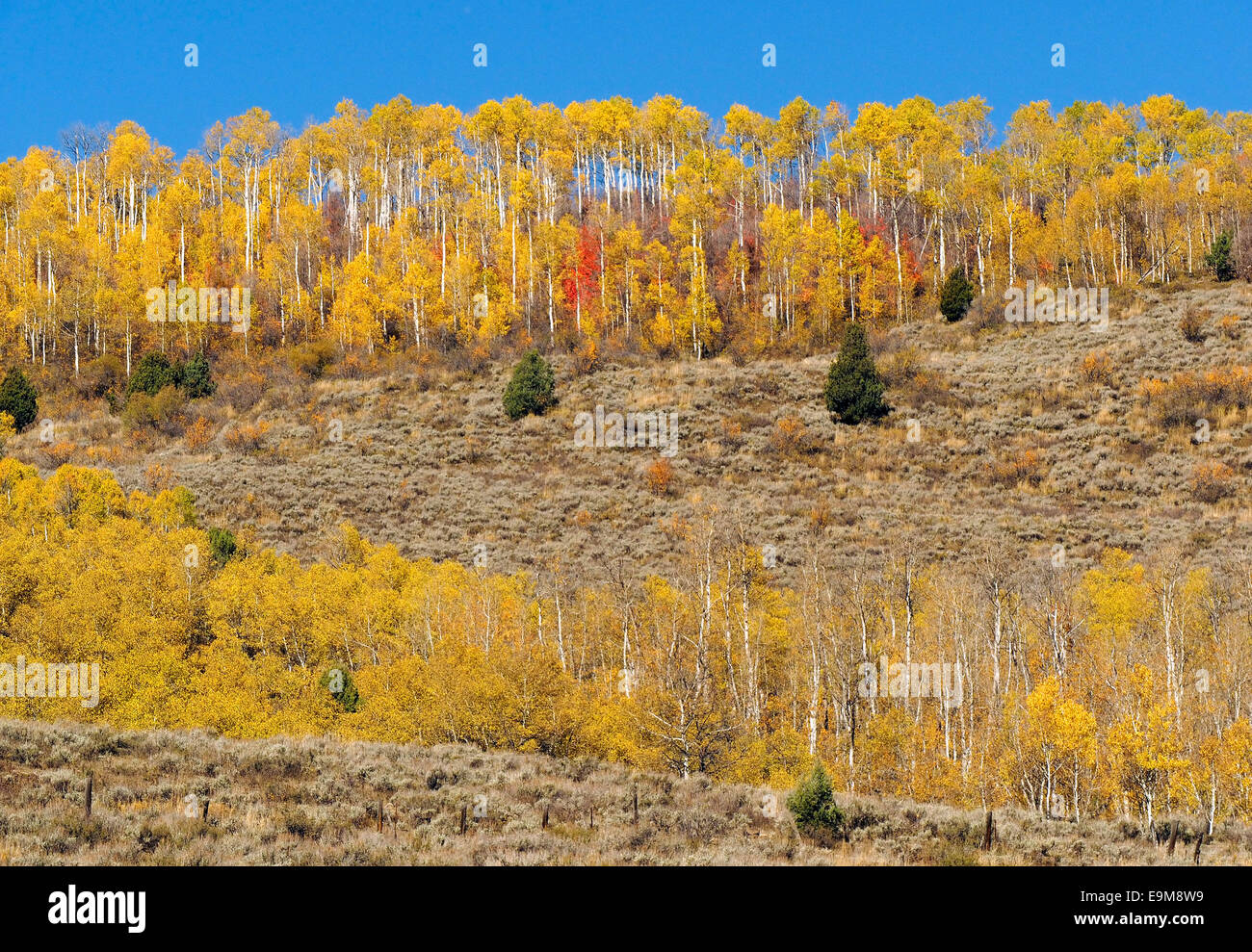 Aspen Trees in Fall Color Stock Photo