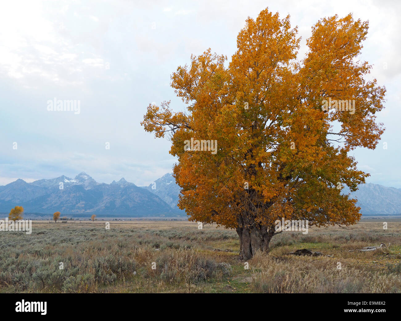 Cottonwood tree hires stock photography and images Alamy