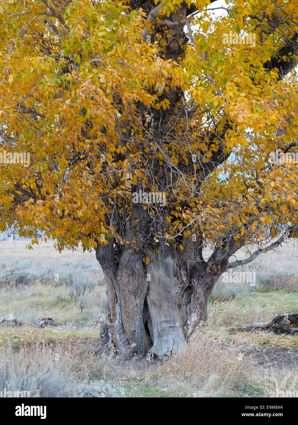 Old cottonwood tree hires stock photography and images Alamy