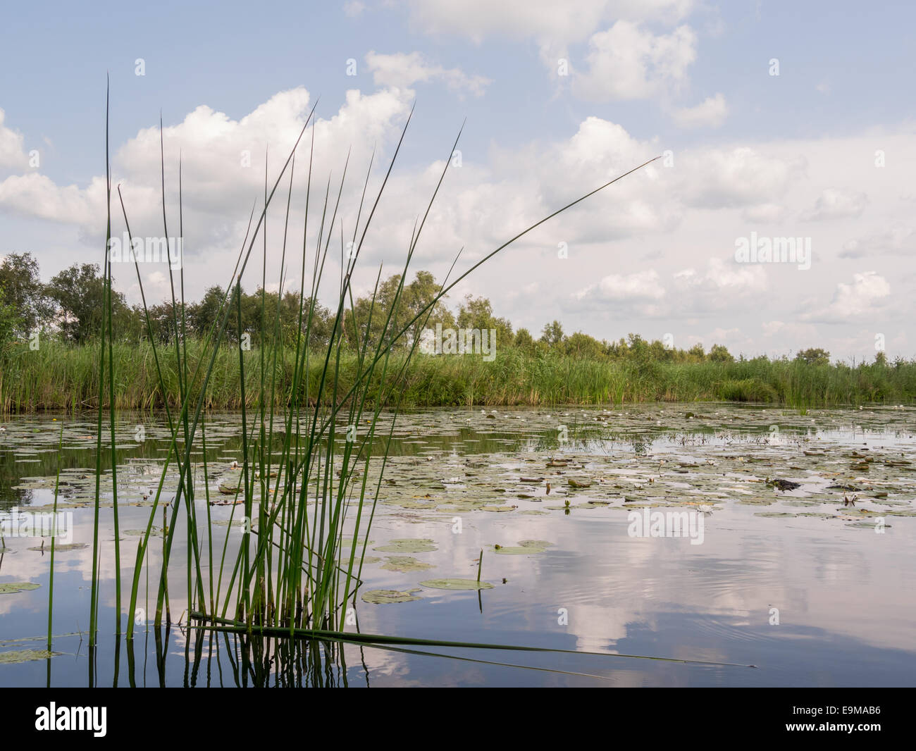 Longs strands of grass reflecting in the morning sun in Dutch nature reserve Weerribben Stock Photo