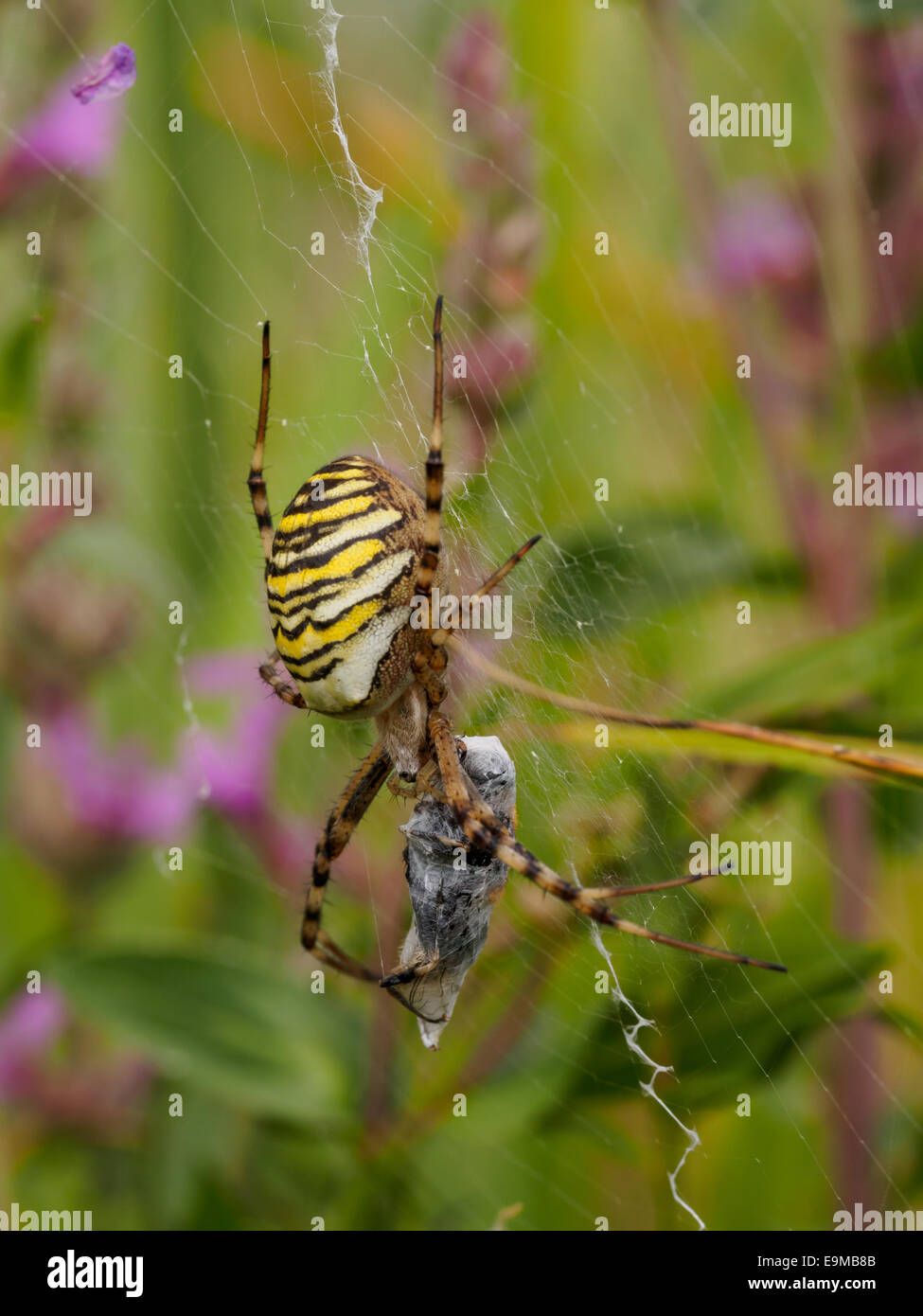 Macro shot of a large striped spider with captured prey Stock Photo