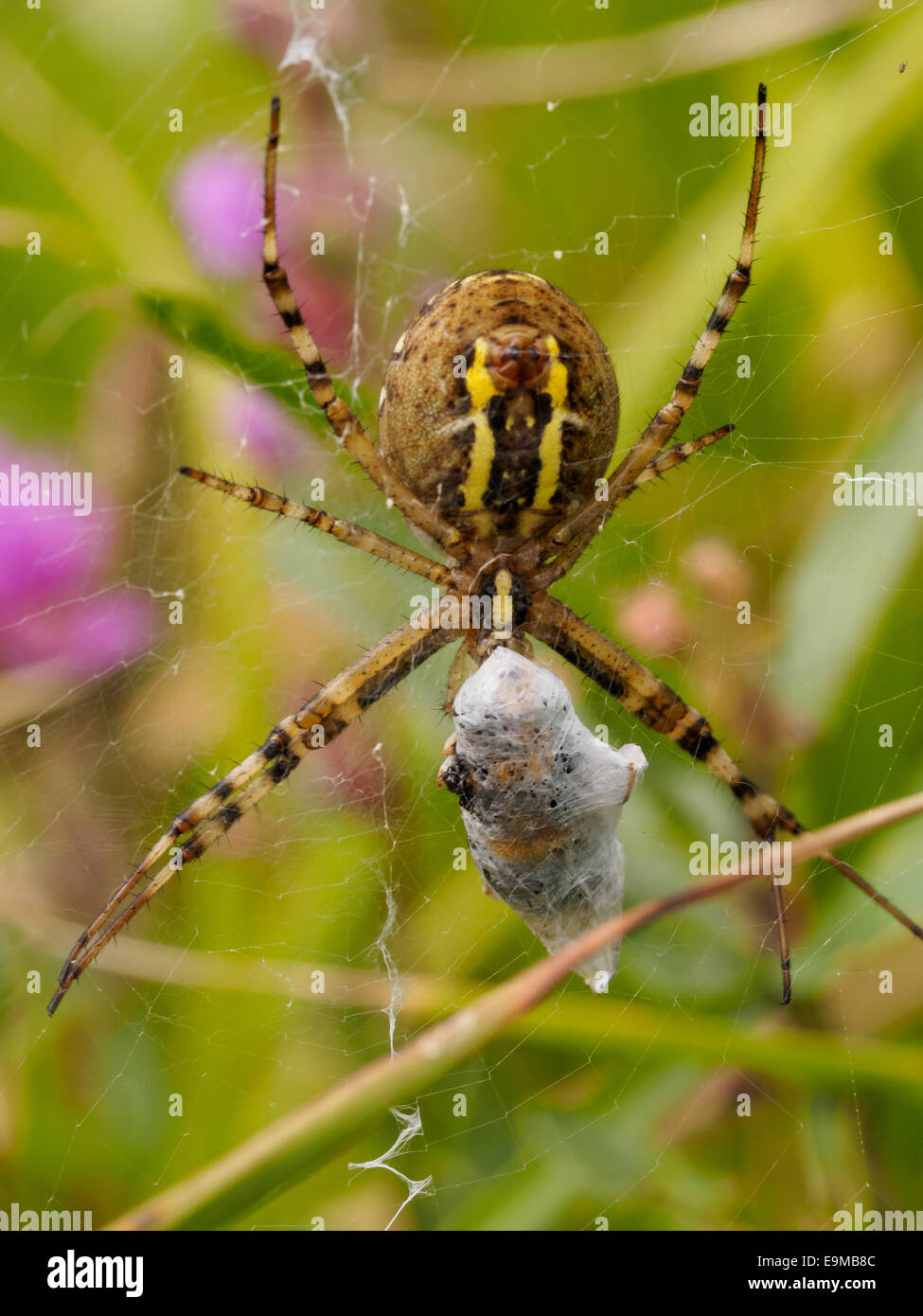 Face on macro shot of a large striped spider with captured prey Stock Photo