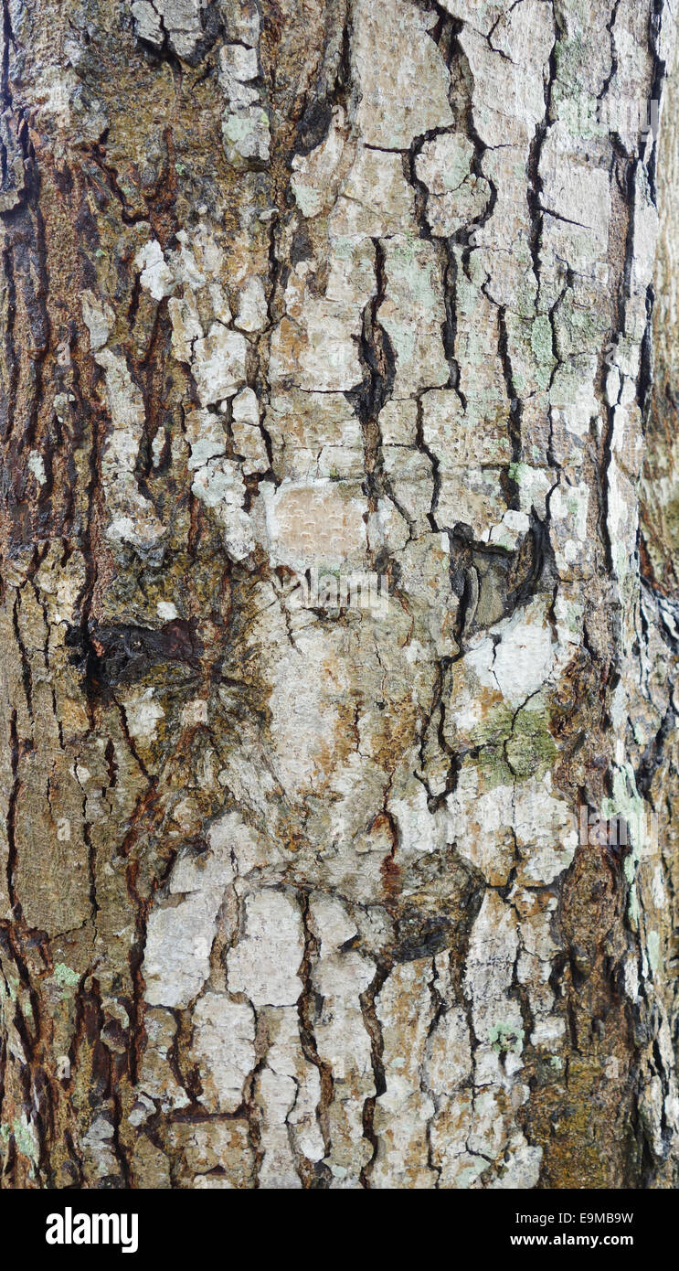 wood bark texture Stock Photo
