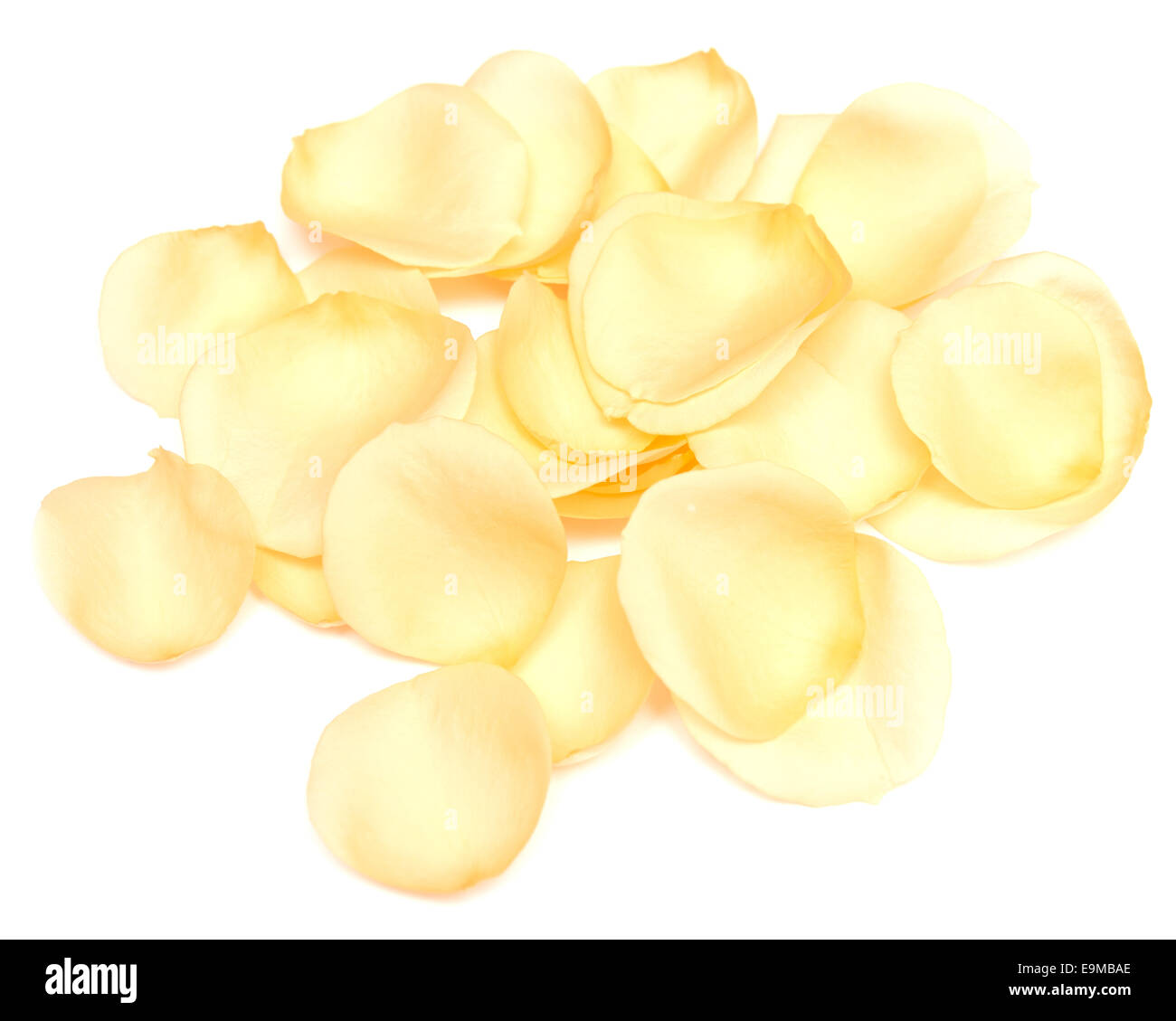 rose petals isolated on white background Stock Photo - Alamy