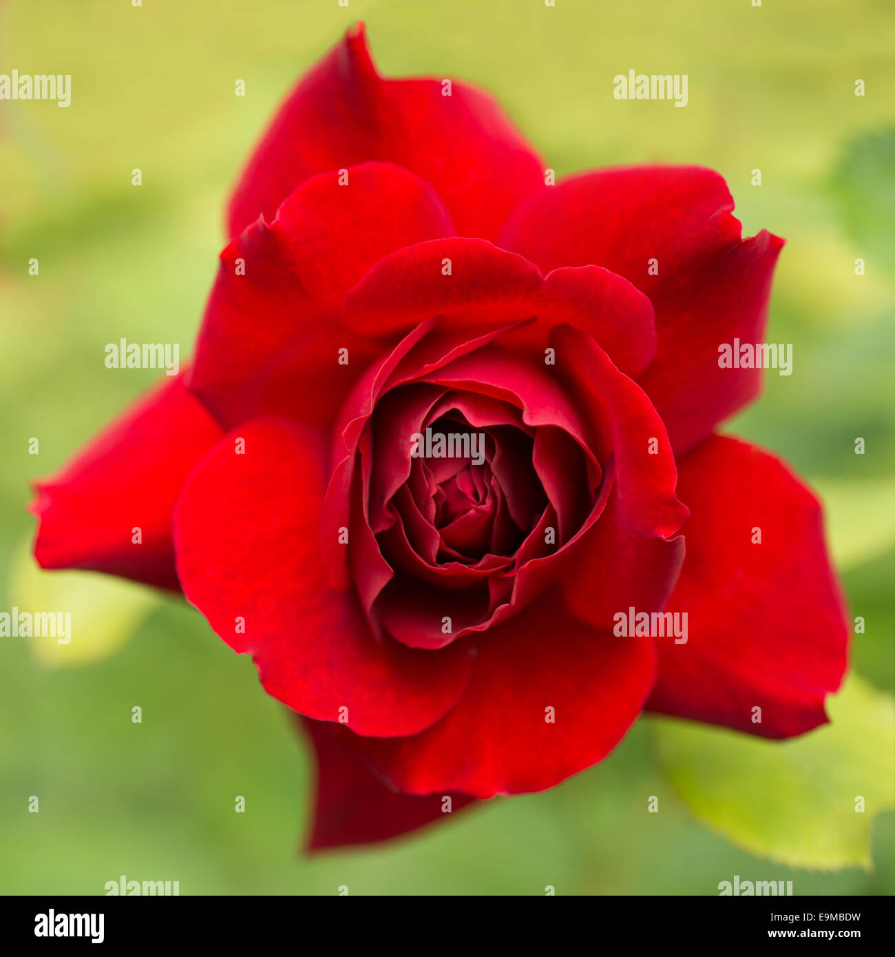 Red Flower Rpse Red Rose flower Stock Photo - Alamy