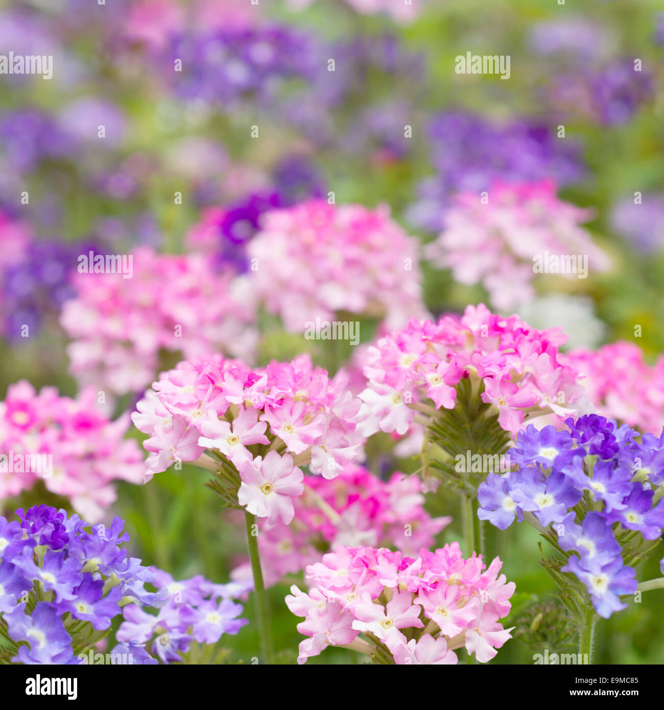 Verbena on a flower bed hi-res stock photography and images - Alamy