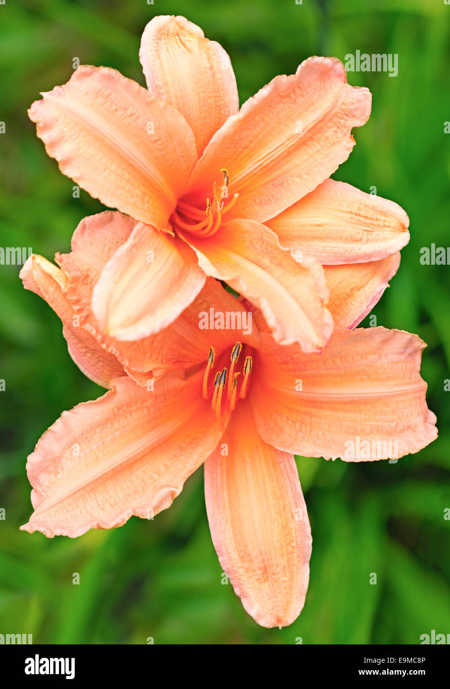 Lily peach color in nature Stock Photo Alamy