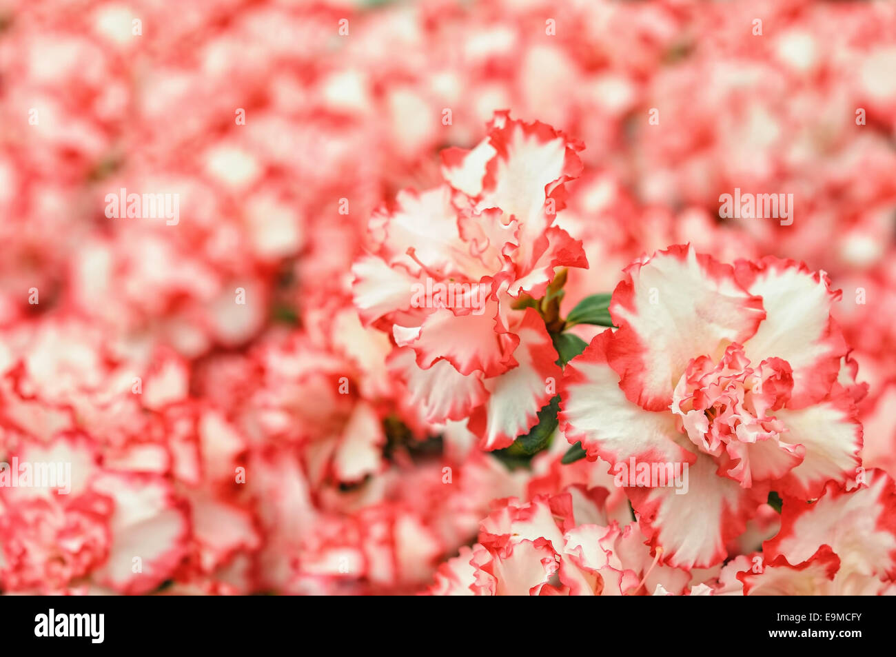 pink and white rhododendron flowers in park Stock Photo