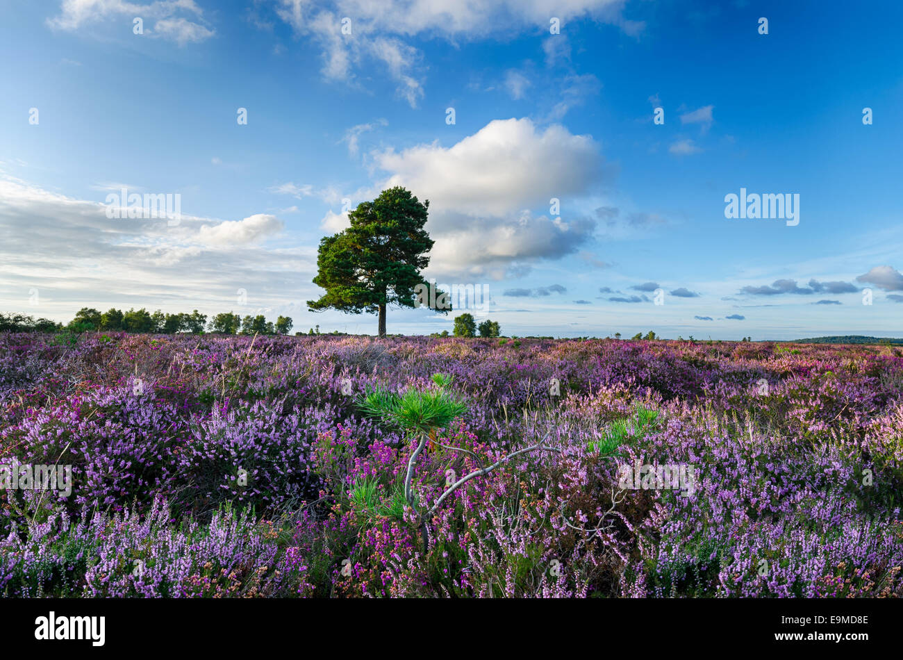 A carpet of purple heather in the New Forest National Park in Hampshire Stock Photo