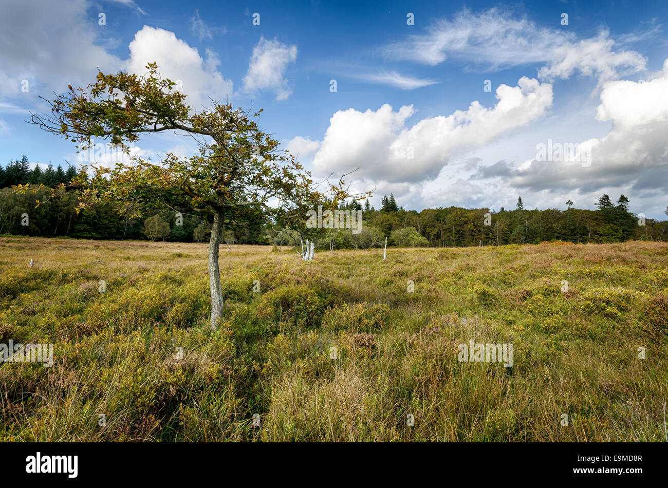 Marsh land at Rhinefield in the New Forest National park in Hampshire Stock Photo