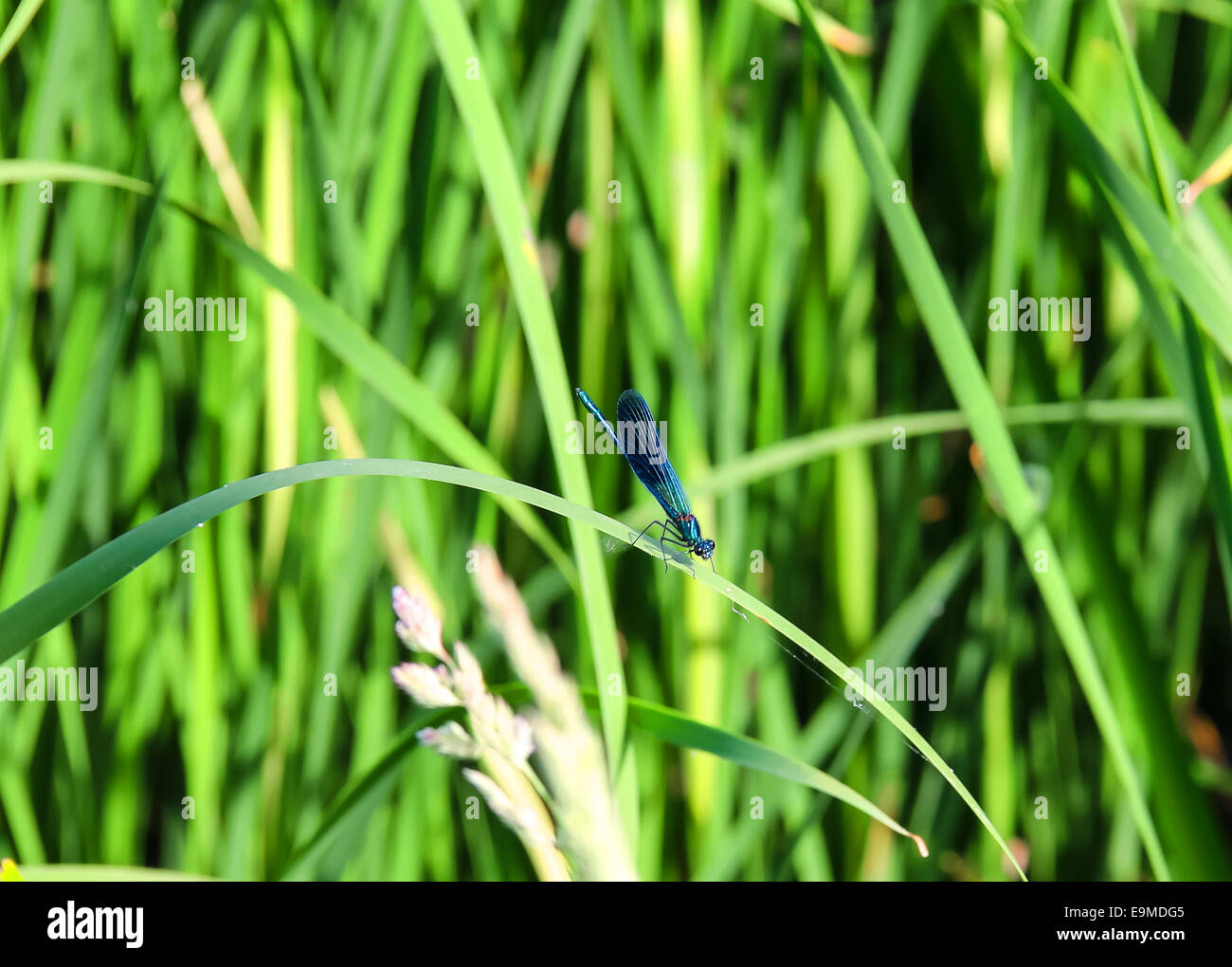 Blue dragonfly sitting on a green blades of grass Stock Photo - Alamy