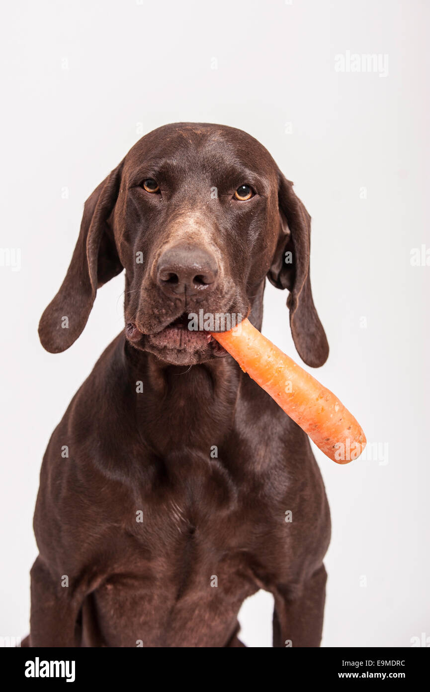 German Shorthaired Pointer retrieving a carrot Stock Photo