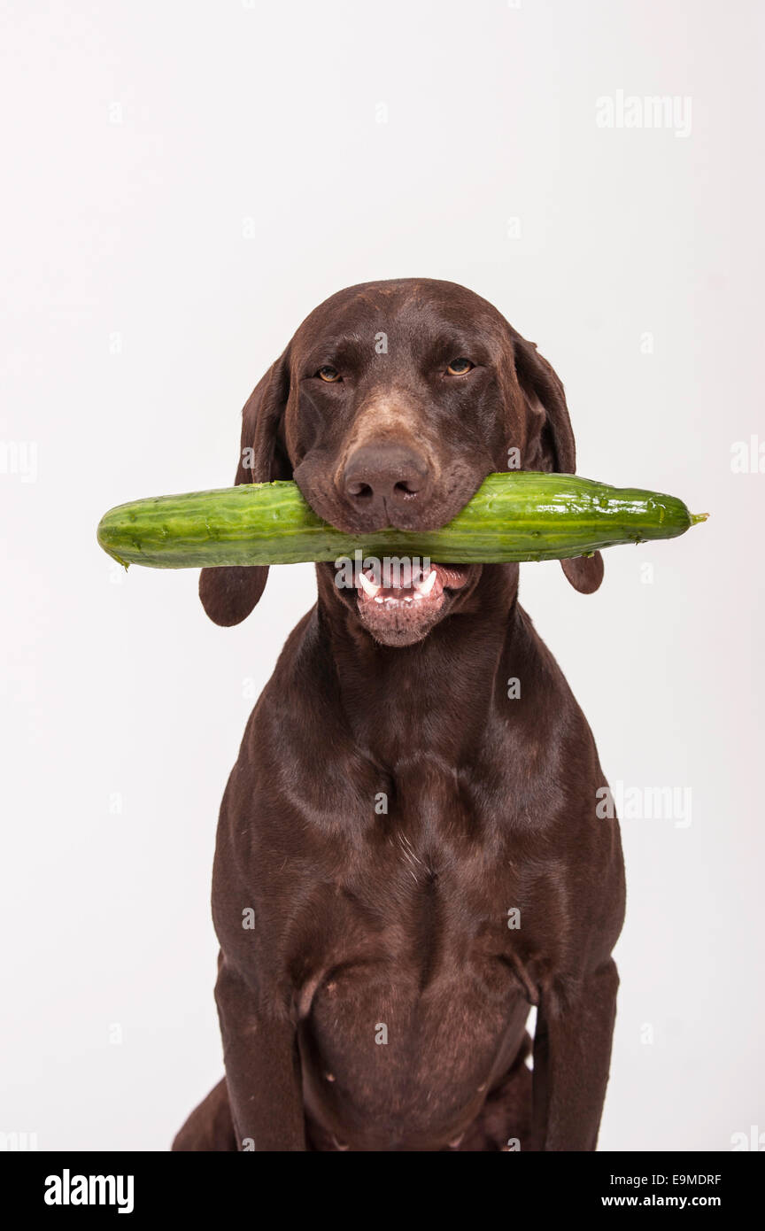 German Shorthaired Pointer retrieving a cucumber Stock Photo
