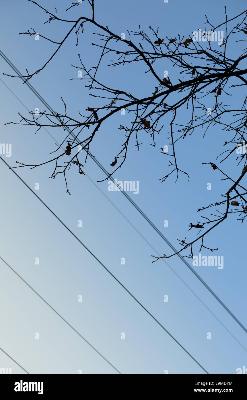tree branch silhouette against blue sky Stock Photo - Alamy