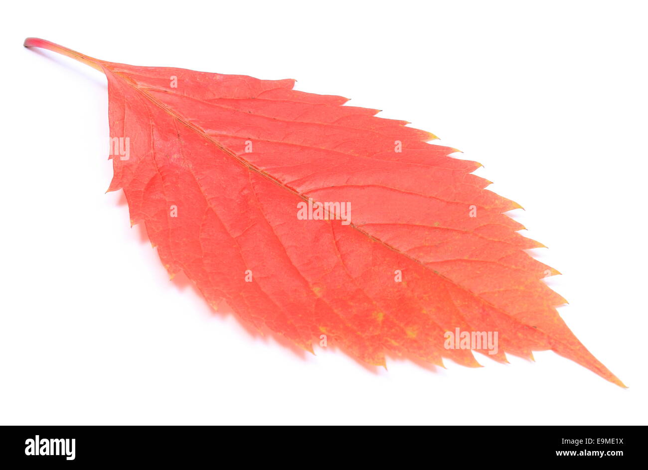 Red autumnal leaf isolated on white background Stock Photo - Alamy