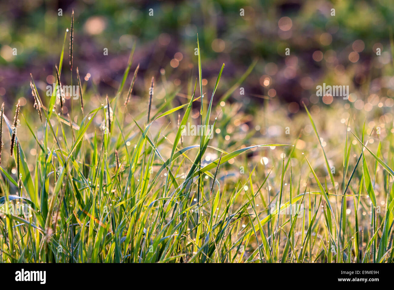 Grass with morning dew Stock Photo Alamy