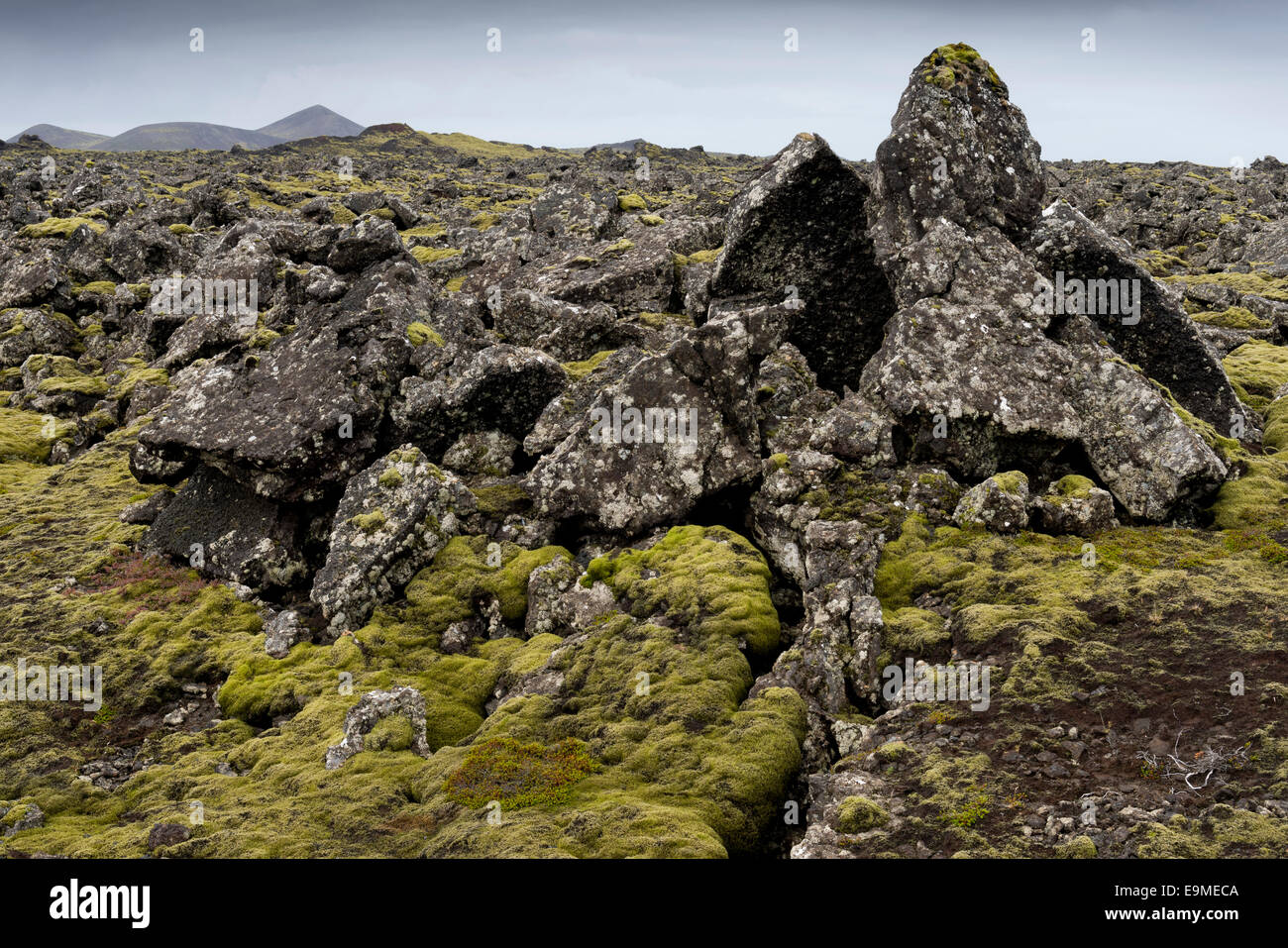 Elongate Rocks Niphotrichum Elongatum High Resolution Stock Photography and Images - Alamy