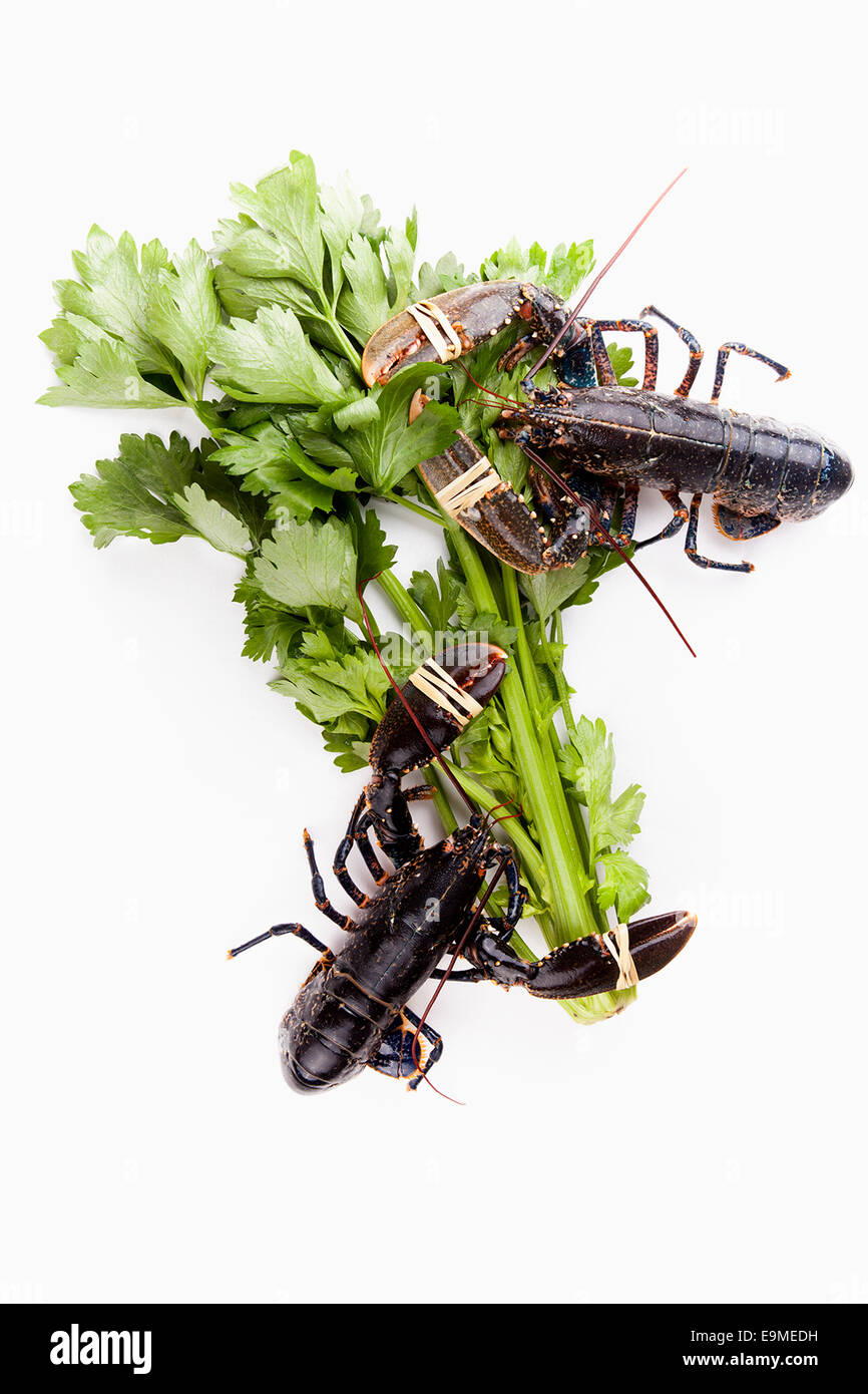 Tied up lobsters with coriander leaves against white background Stock Photo