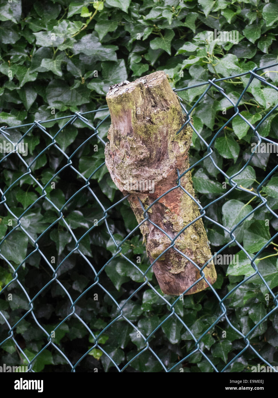 Wood stuck in chainlink fence against leaves Stock Photo Alamy