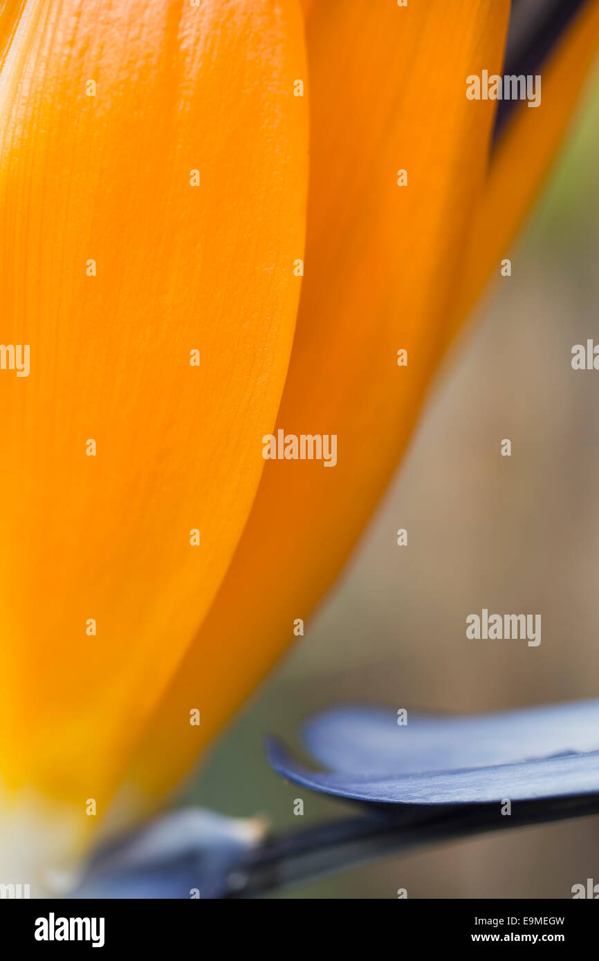 Detail of orange flower petal Stock Photo