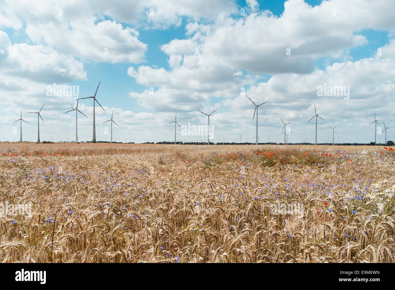 Crops growing in farm against windmills Stock Photo