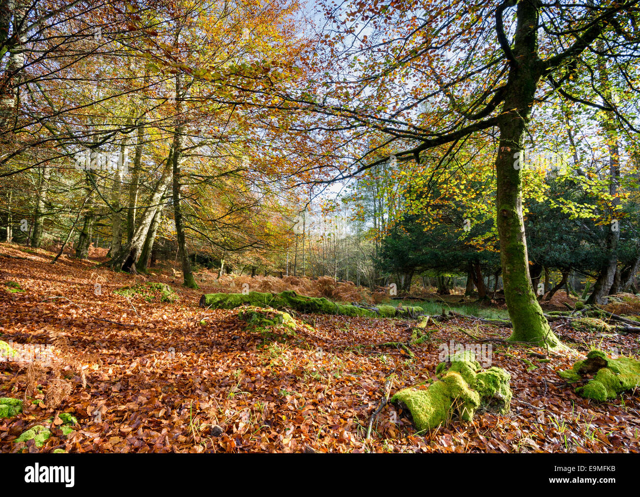 Autumn at Bolderwood in the New Forest National Park in Hampshire Stock Photo