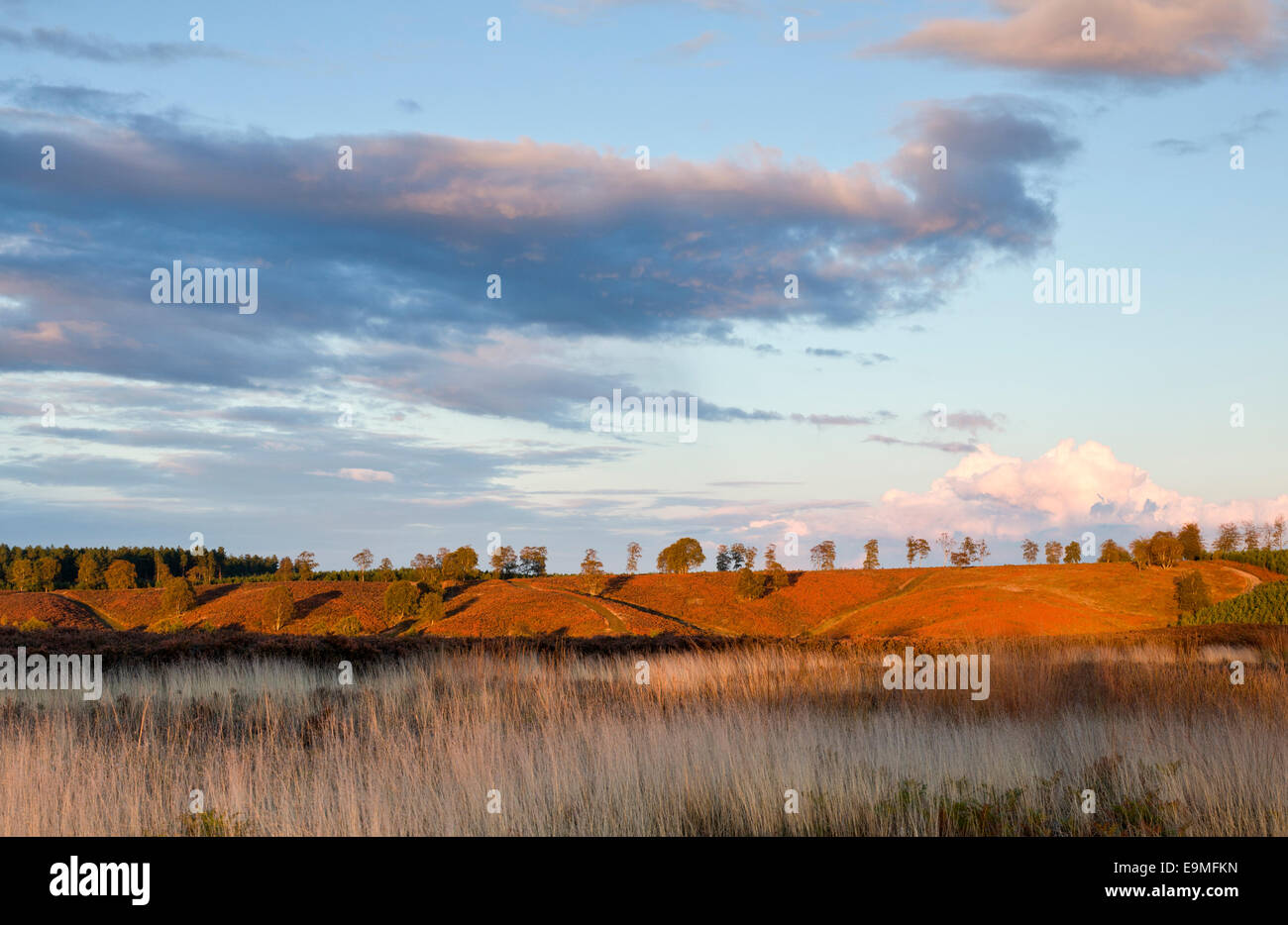 View across the heath to a dramatic sky over Cherry Tree Slade in autumn Cannock Chase Area of Outstanding Natural Beauty Stock Photo