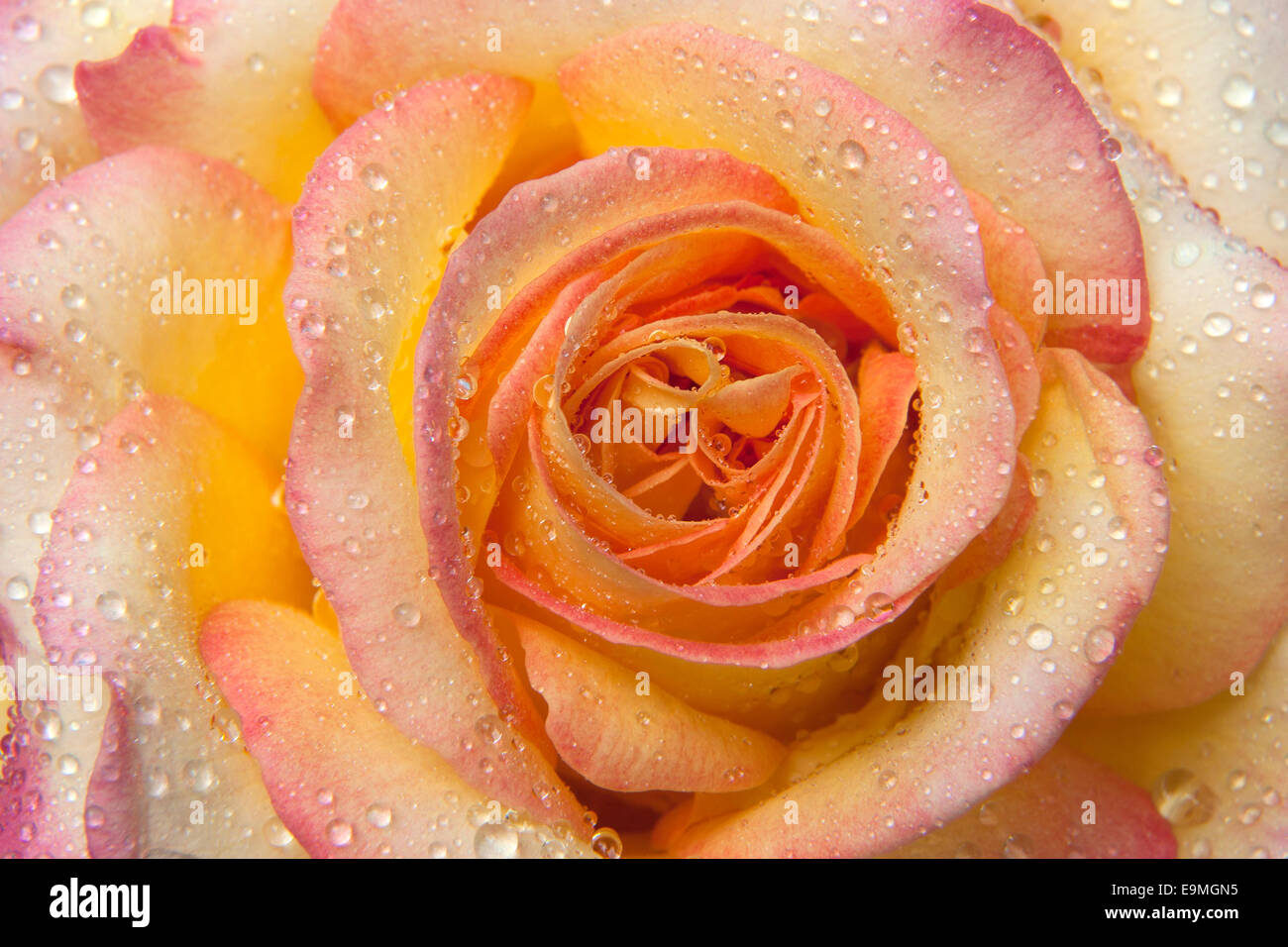 Rose blossom (Rosa sp.) with water drops Stock Photo