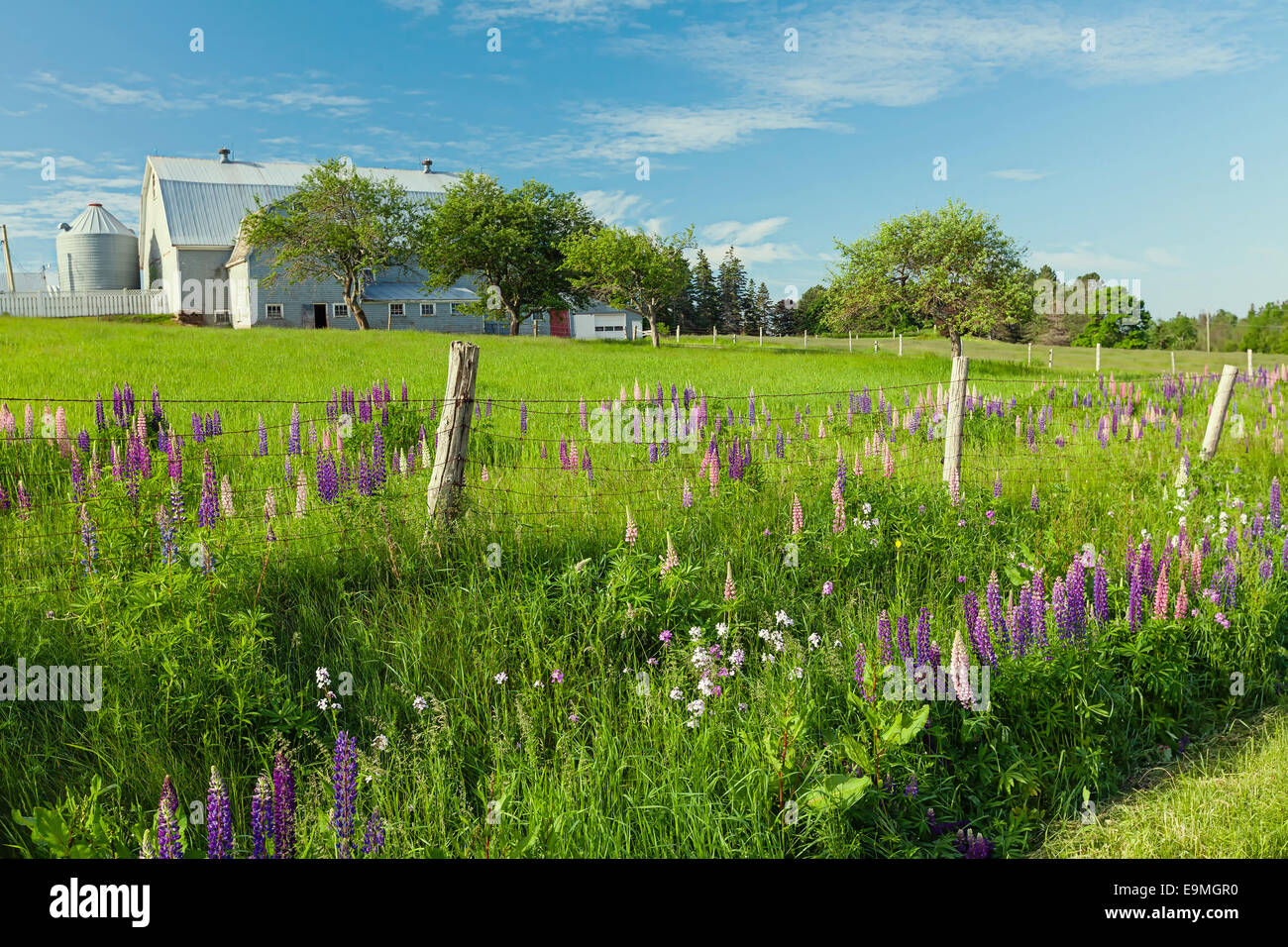 Dairy farm and wild flowers in rural Prince Edward Island, Canada. Stock Photo