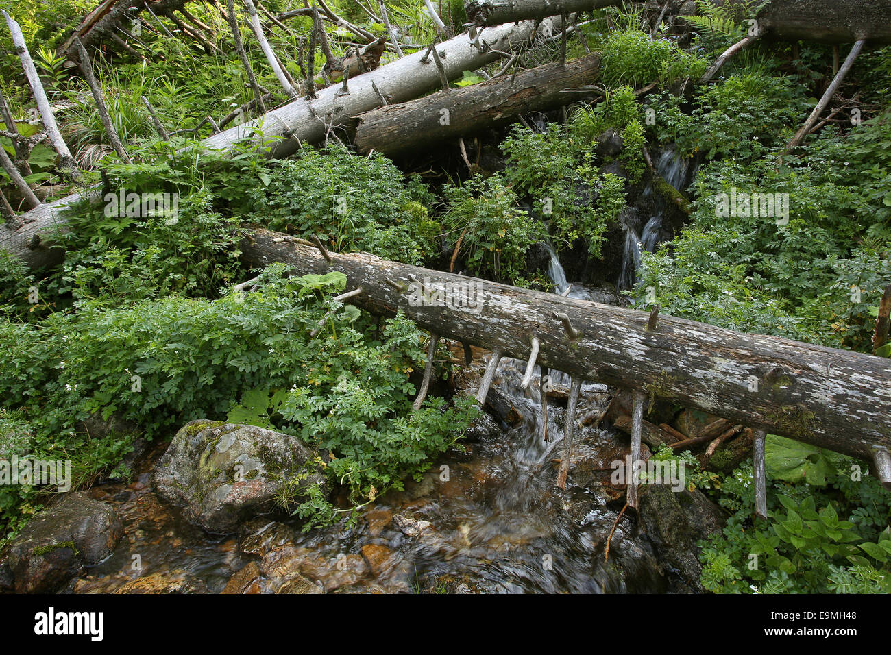 Protected forest Feldberg Black Forest Germany Stock Photo