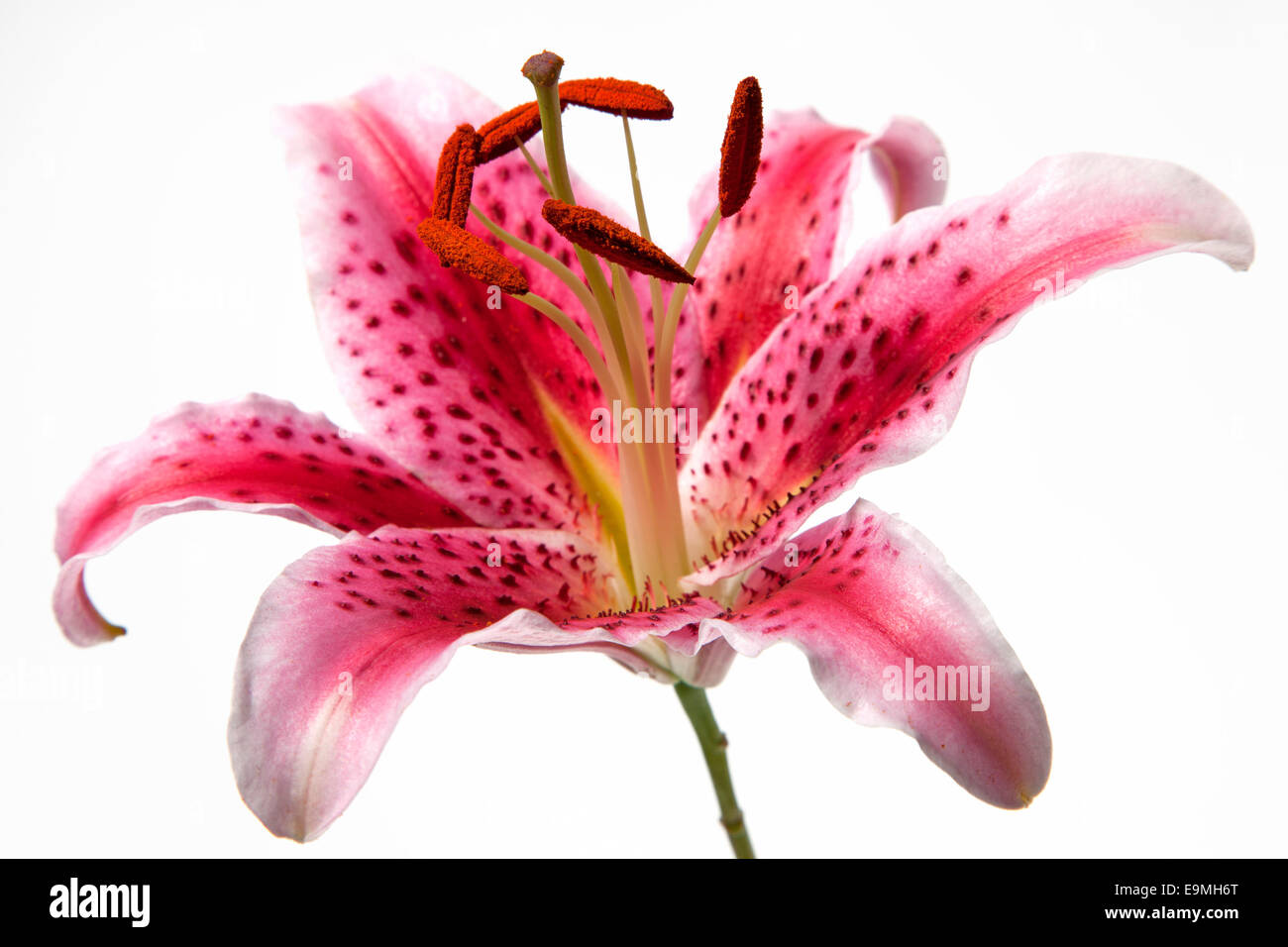 Lily flower Stock Photo