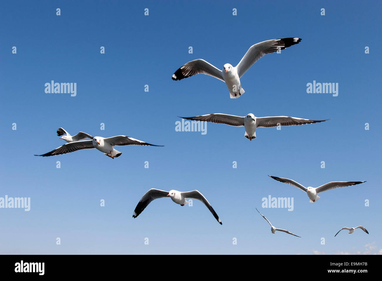 Gulls or Seagulls (Laridae), in flight, at Inle Lake, Shan State, Myanmar Stock Photo