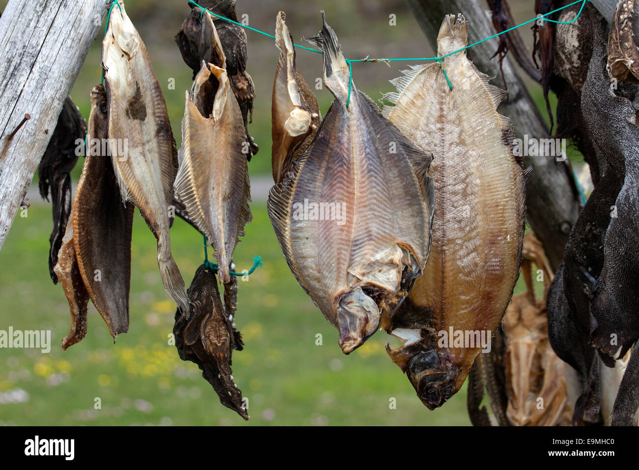 Dried fish, Iceland Stock Photo Alamy