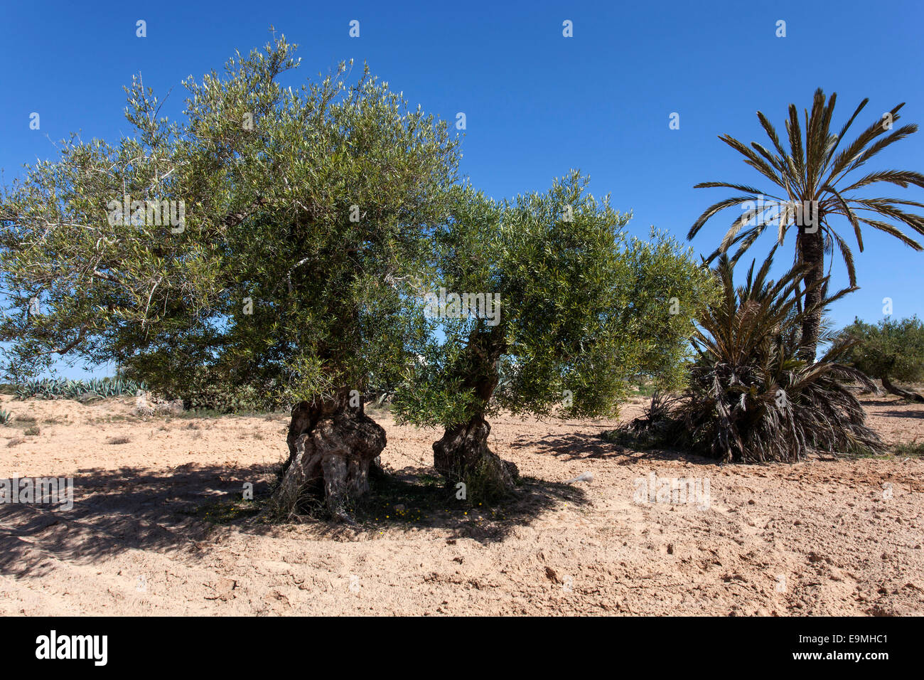 Ancient olive trees and date palm, Djerba, Tunisia Stock Photo