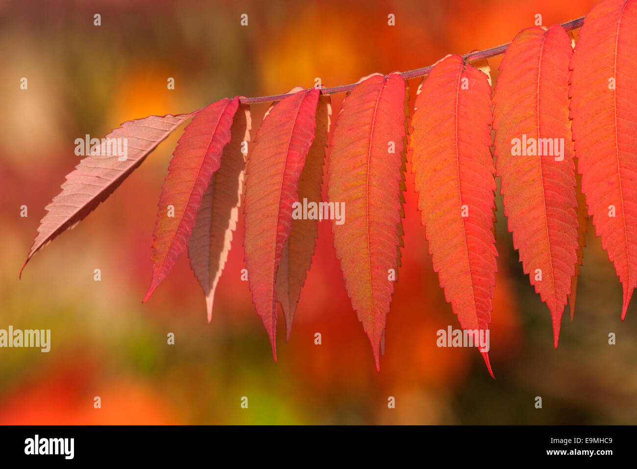 Staghorn Sumac (Rhus typhina), autumnal foliage, Germany Stock Photo