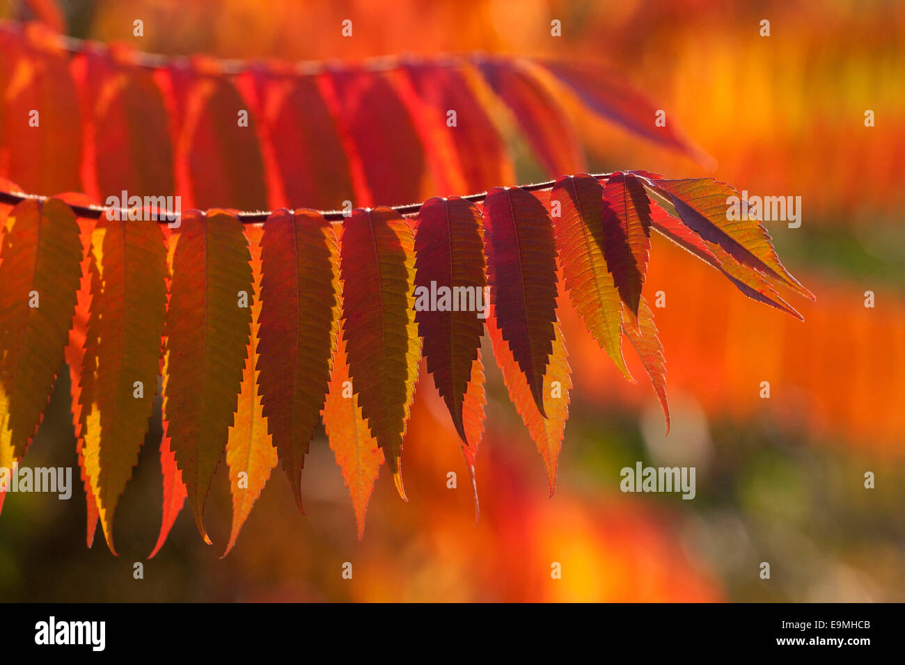 Staghorn Sumac (Rhus typhina), autumnal foliage, Germany Stock Photo