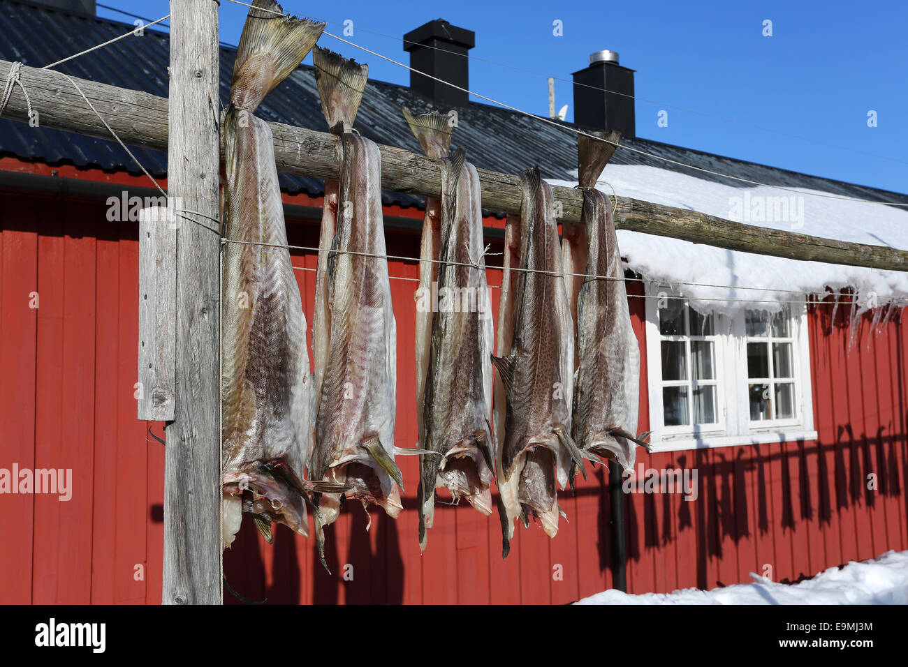 Atlantic Cod Gadus morrhua Stockfish drying flake Lofoten Norway Stock Photo