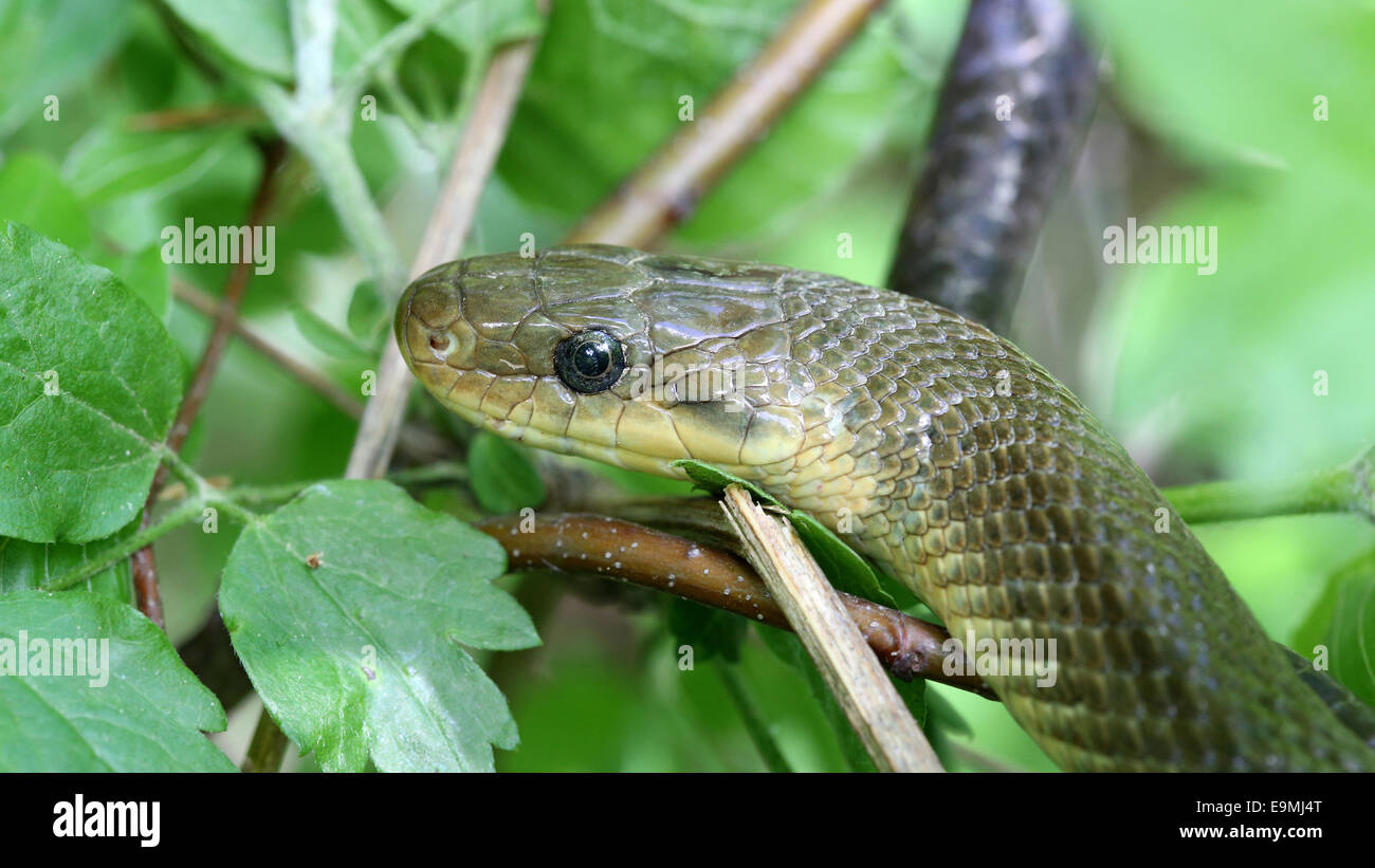 Aesculapian Snake Elaphe longissima portrait Croatia Stock Photo