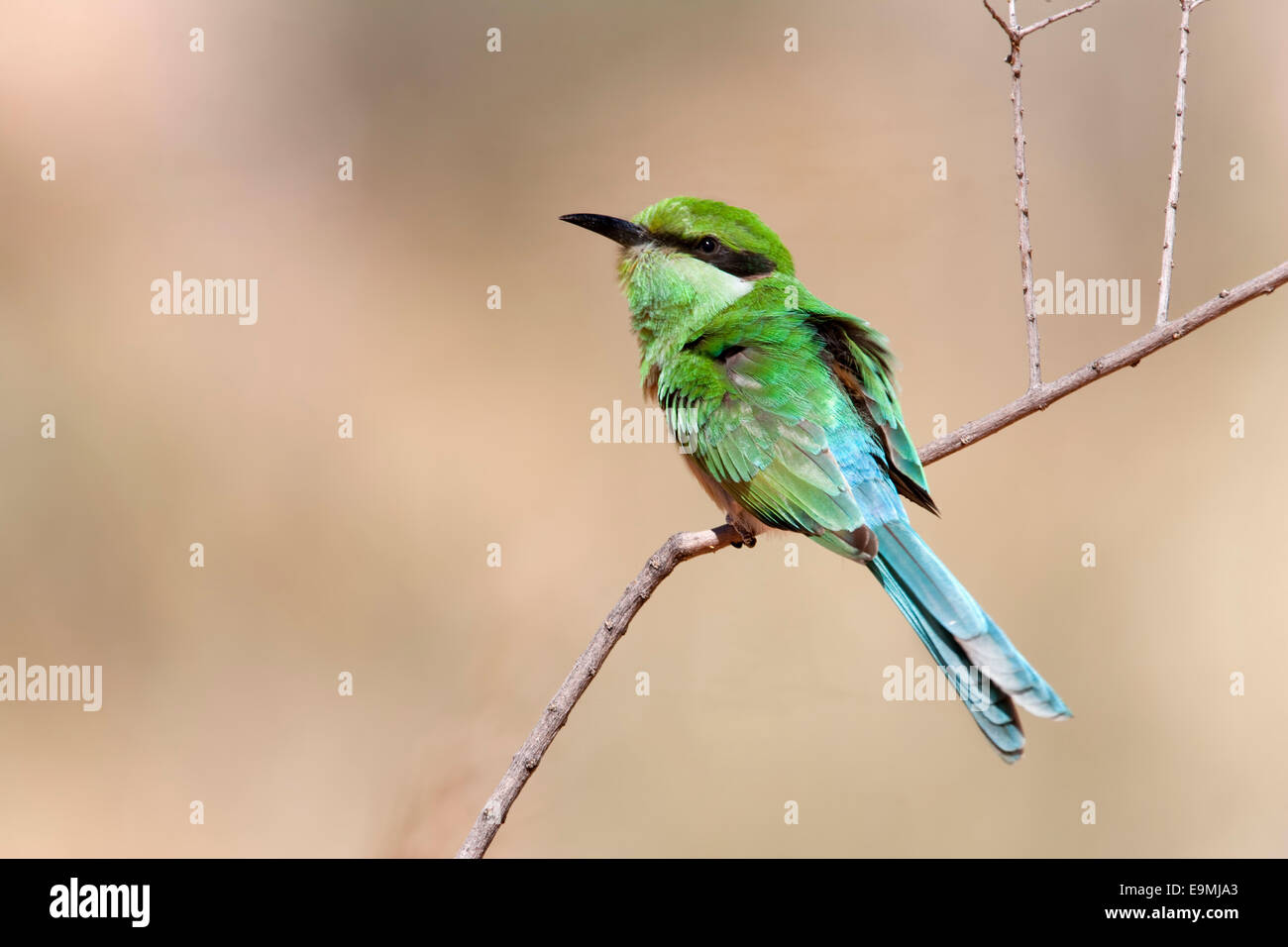Swallow-tailed bee-eater, Merops hirundineus, immature, Kgalagadi Transfrontier Park, South Africa Stock Photo