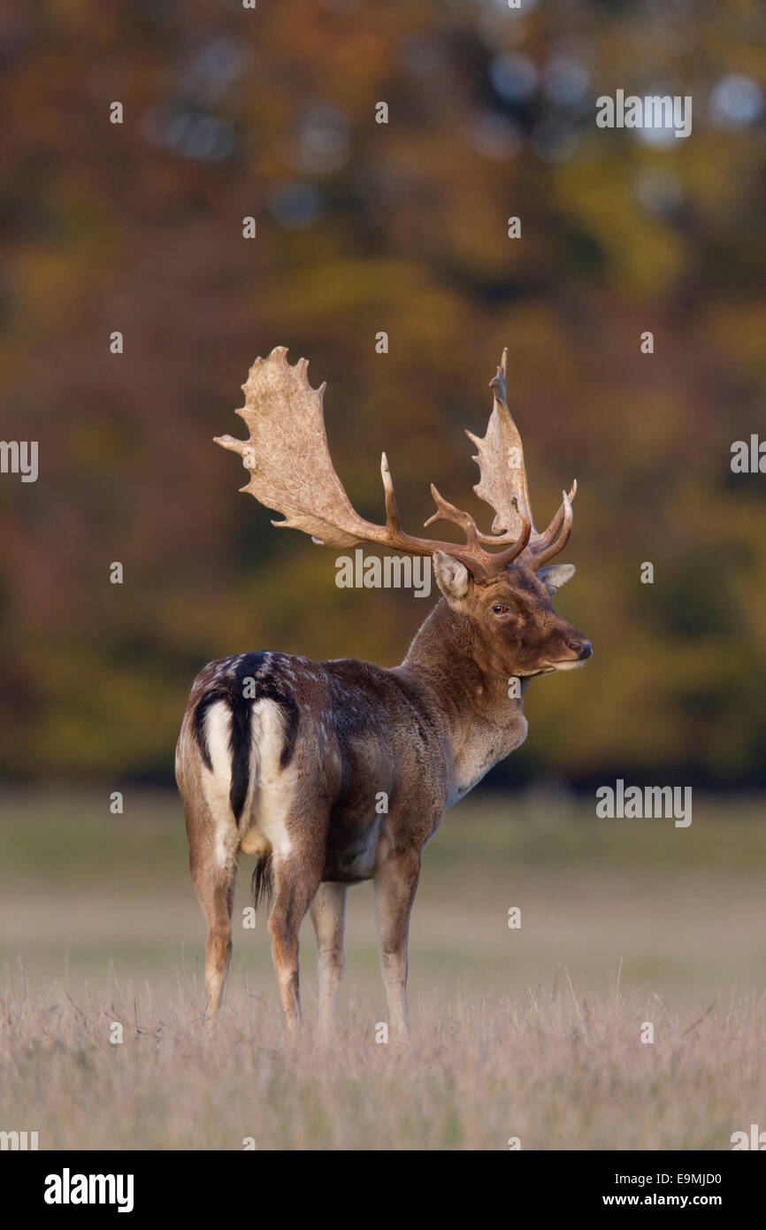 Fallow Deer Cervus dama Dama dama Buck standing meadow autumn Danmark Stock Photo