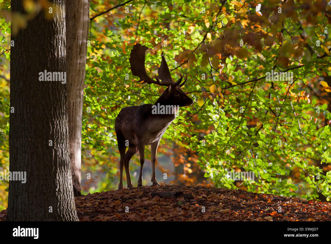 Fallow Deer Cervus dama Dama dama Buck standing forest autumn Danmark Stock Photo