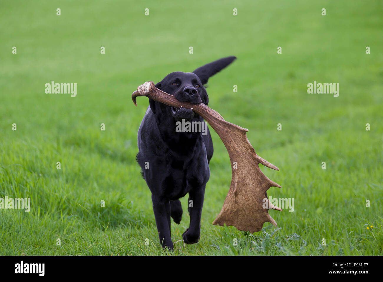Black Labrador Retriever fetching shead antler Fallow Deer Germany Stock Photo