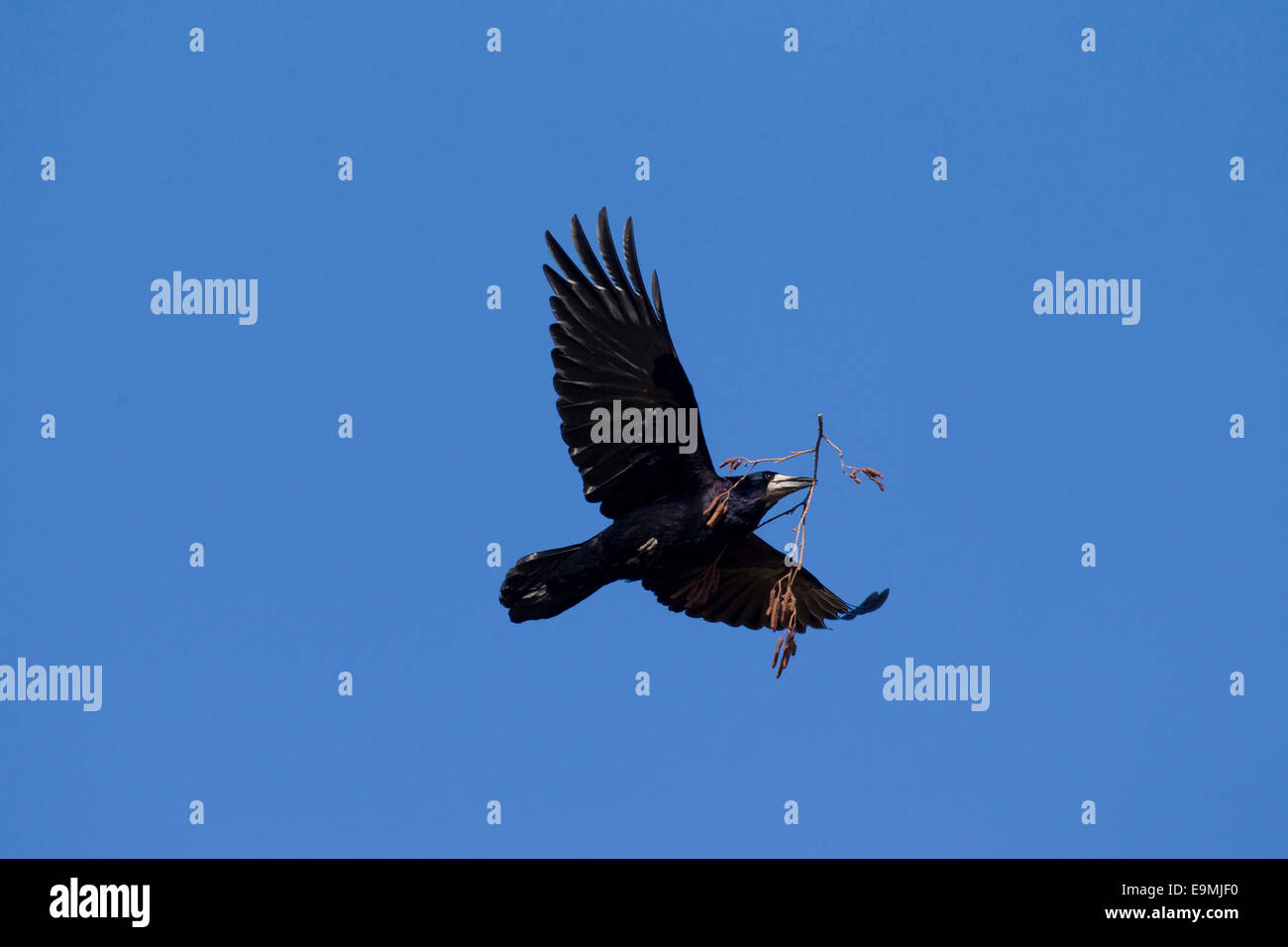 Rook Corvus frugilegus Adult flight carrying nesting material bill Germany Stock Photo