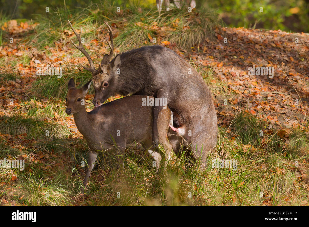 Sika Deer Cervus nippon mating Danmark Stock Photo