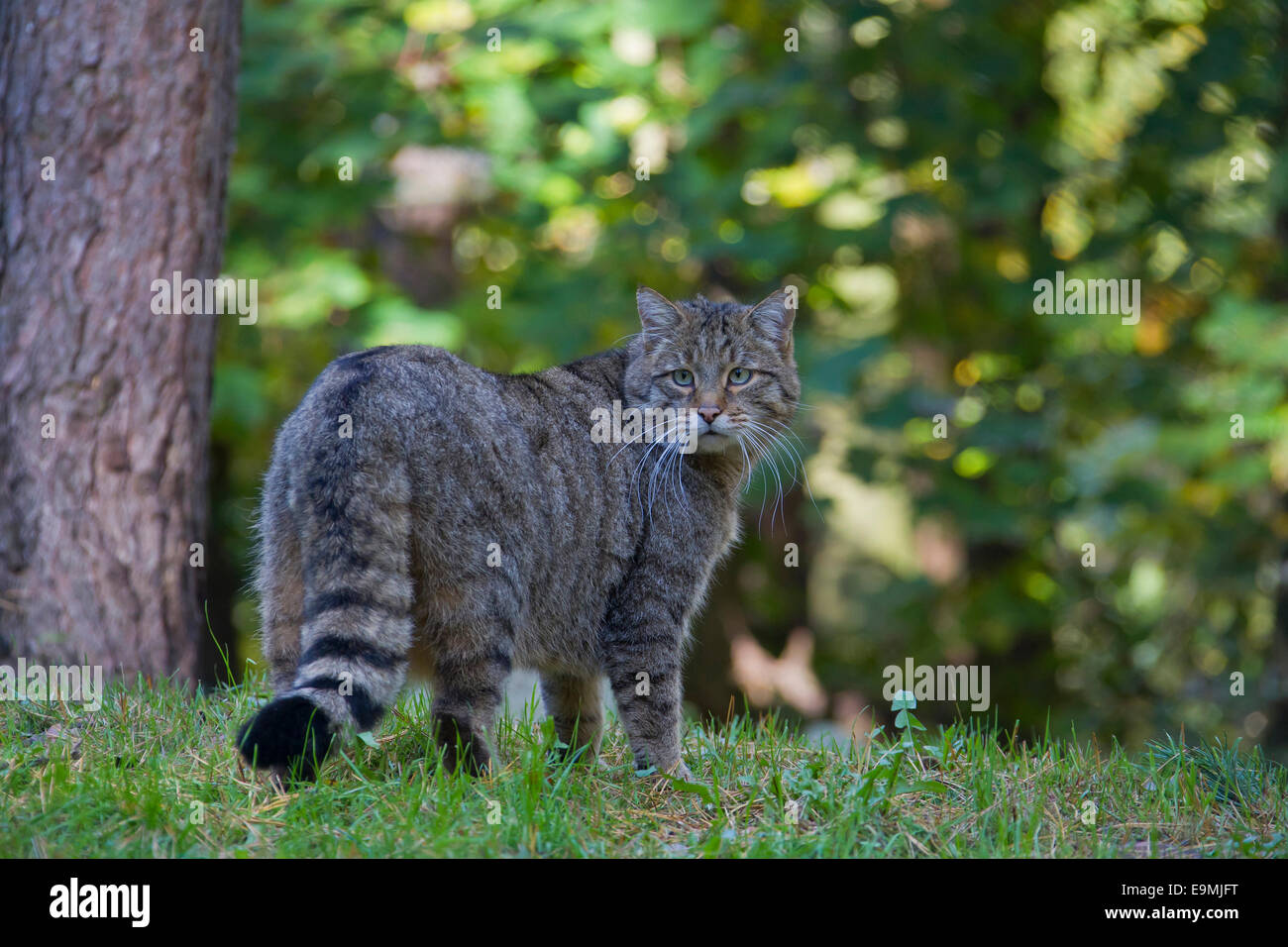 European Wild Cat (Felis silvestris). Adult standing in a forest Germany Stock Photo